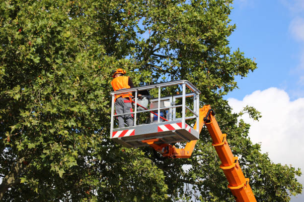 Best Stump Grinding and Removal  in North Vernon, IN